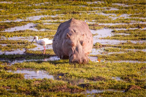 Amboseli National Park_Nijlpaard in het moeras