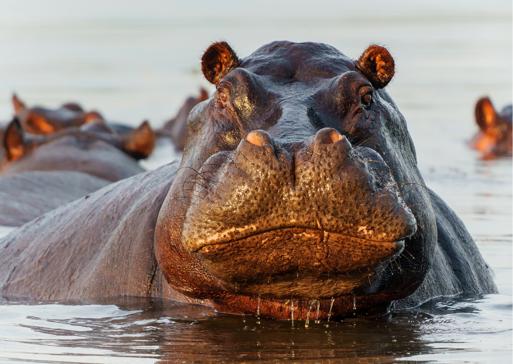 “Nijlpaard in de Okavango Delta in Botswana, rustend in het water van het uitgestrekte en waterrijke deltalandschap.”