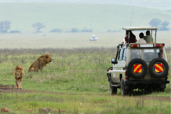 Tanzania_Leeuwen tijdens gamedrive