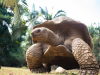 Mauritius Oeroude schildpad