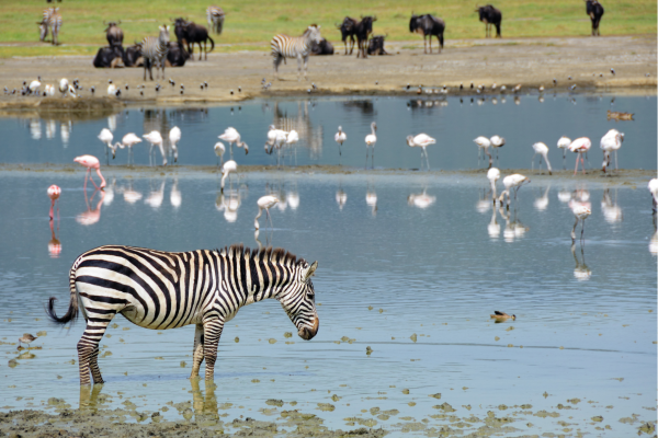 “Zebra bij een waterplas in de Ngorongoro Crater in Tanzania, een typisch wildlife-moment in dit unieke vulkanische natuurgebied.”