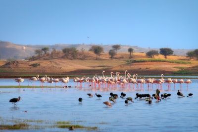 Walvis Bay - “Roze flamingo’s in de Walvis Bay lagune – hoogtepunt bij aankomst in Swakopmund.”