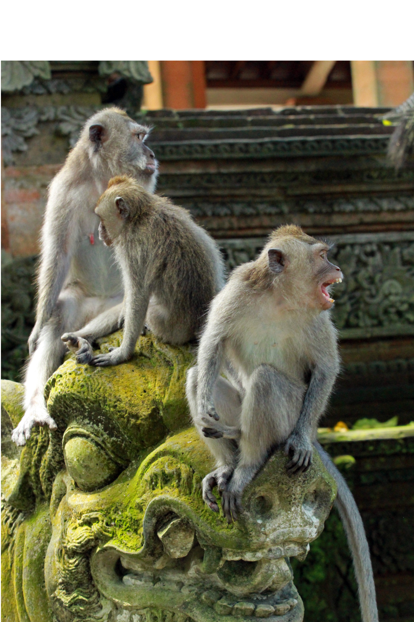 Giraf met gouden avondlicht over het Zuid-Afrikaanse bushland - safari op zijn mooist