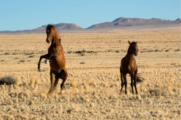 “Wilde woestijnpaarden op de open vlakte bij Aus in Namibië, een iconisch wildlife-beeld van Zuid-Namibië.”