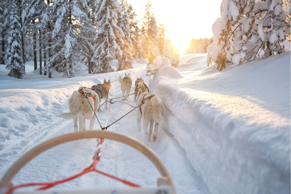 Bevroren landschap in Lapland tijdens rondreis 5 dagen in Rovaniemi bij zonsondergang