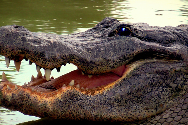 “Krokodil in Tanzania, rustend aan de waterkant tijdens een safari in het Afrikaanse wildgebied.”