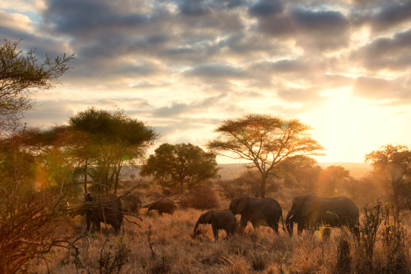 Tanzania_Olifanten bij sundowner
