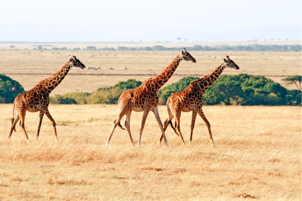 Tanzania_Savanne_Giraffe