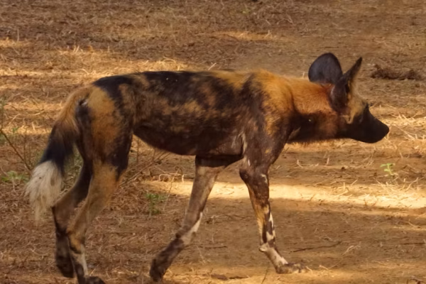 Afrikaanse wilde honden in Madikwe Game Reserve