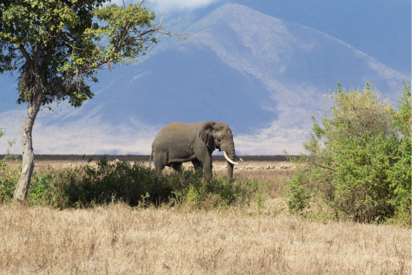 Ngoronogro Crater_Olifant