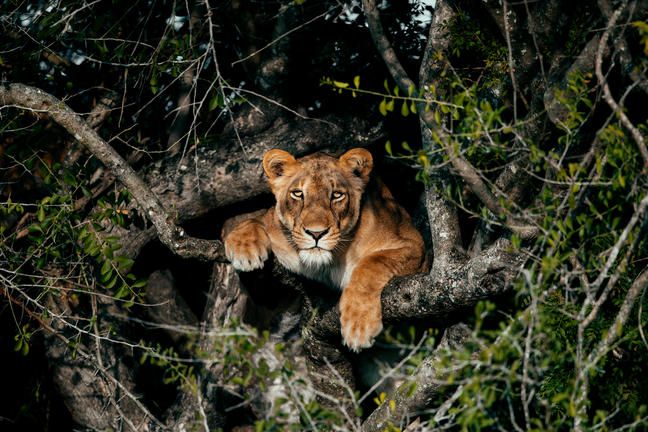 boomleeuwen-GAME-DRIVE-TO-KASENYI