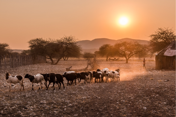 Rundu_Huisje met schapen met avondzon