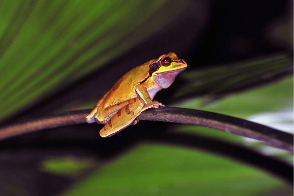 Tropische kikker in het regenwoud van Tortuguero National Park in Costa Rica.
