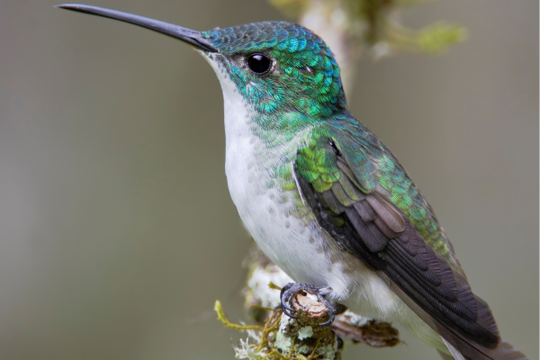 Kolibries en tropische vogels in de bloemrijke tuin van het Alambi Reserve in het nevelwoud van Ecuador.