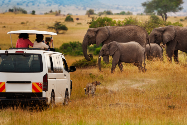 Kudde olifanten en een luipaard in één scène op de savanne van de Masai Mara
