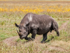 Tanzania_Mkomazi_Zwarte Neushoorn_Beschermd