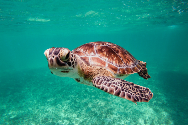 Akumal “Groene schildpad in ondiepe baai bij Akumal, Mexico.”