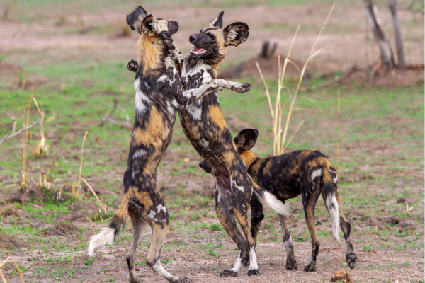 Afrikaanse wilde honden in Nyerere National Park, zeldzame safariwaarneming