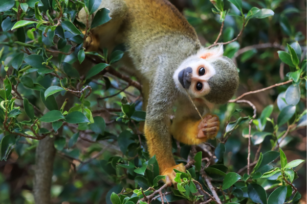 Jungle wildlife in de Amazone van Ecuador, met tropische vogels en dieren in hun natuurlijke leefomgeving.