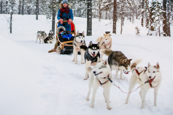 Hondenslee door besneeuwd landschap in Lapland tijdens rondreis Rovaniemi