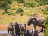 Addo National Park_Olifanten die zich wassen