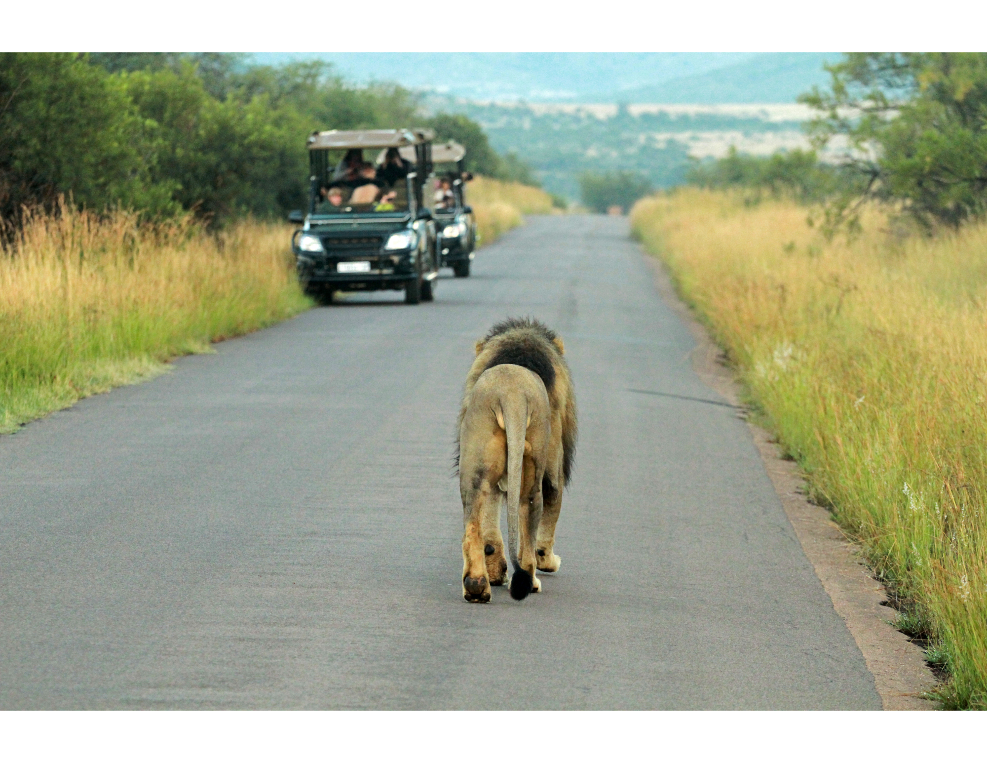 Auto tijdens selfdrive safari in het Krugerpark met olifanten en savannelandschap op de achtergrond.