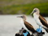 Blue-footed booby met opvallend blauwe poten op de rotsachtige kust van de Galápagos, een iconische vogelsoort van de eilanden.