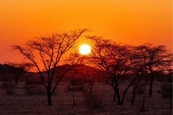 Zonsondergang tussen acaciabomen in de Namibische savanne
