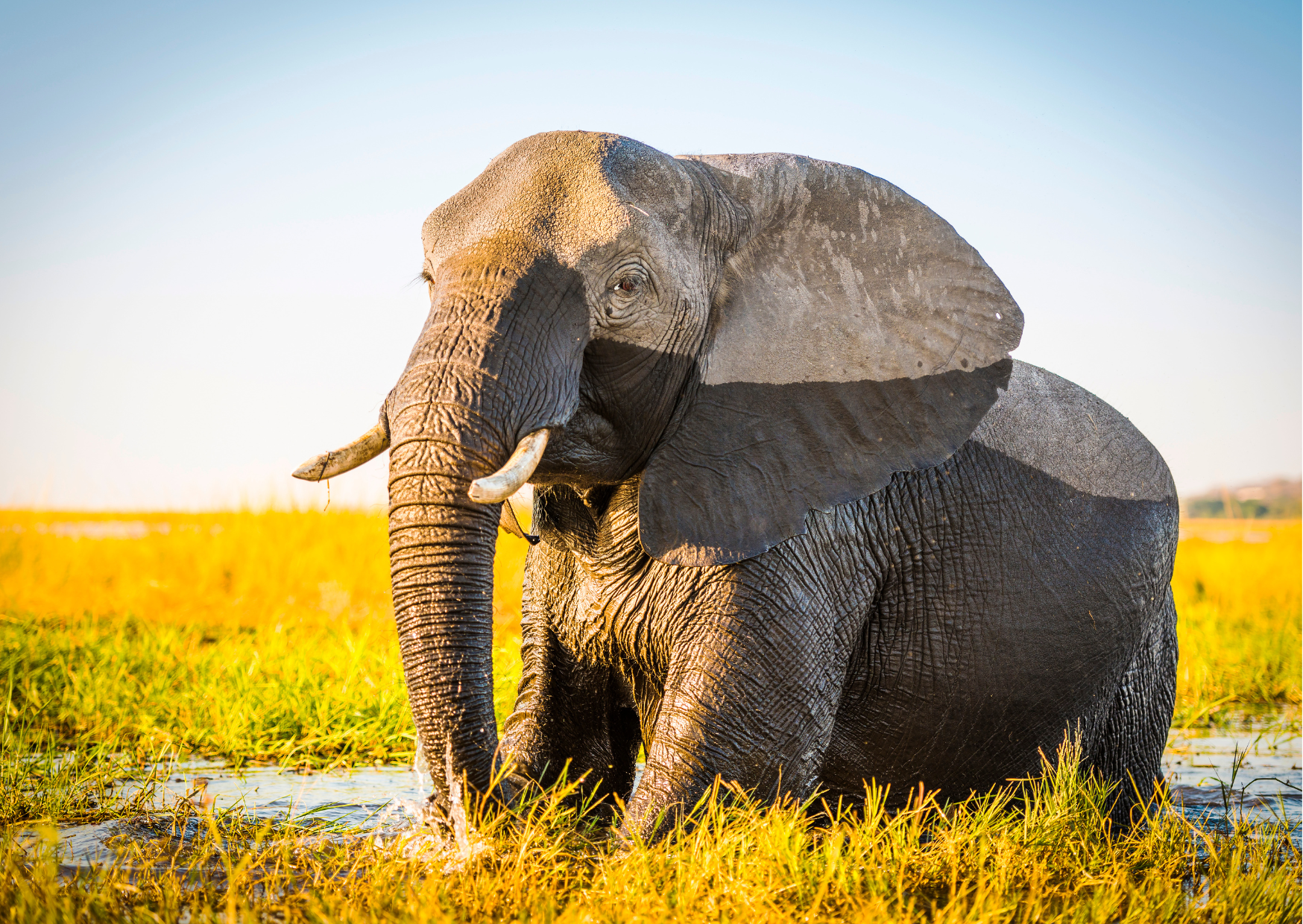 “Olifant lopend door het moeras van de Okavango Delta in Botswana.”
