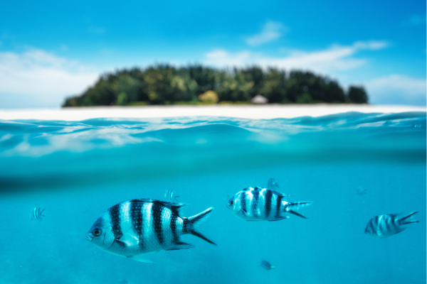 Zanzibar_Snorkeling