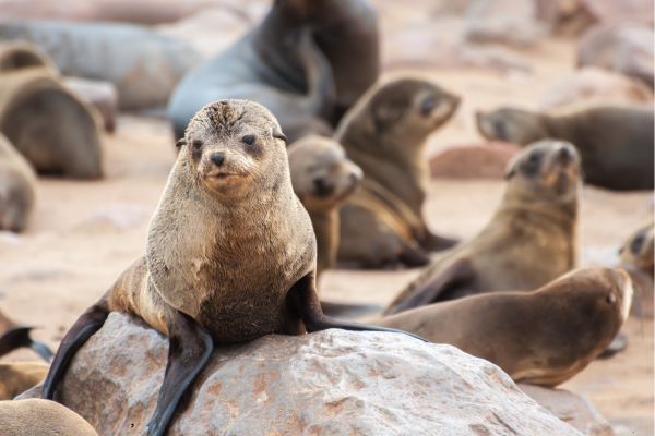 “Zeehonden langs de kust bij Hentiesbaai, Namibië, rustend op het strand aan de Atlantische Oceaan.”