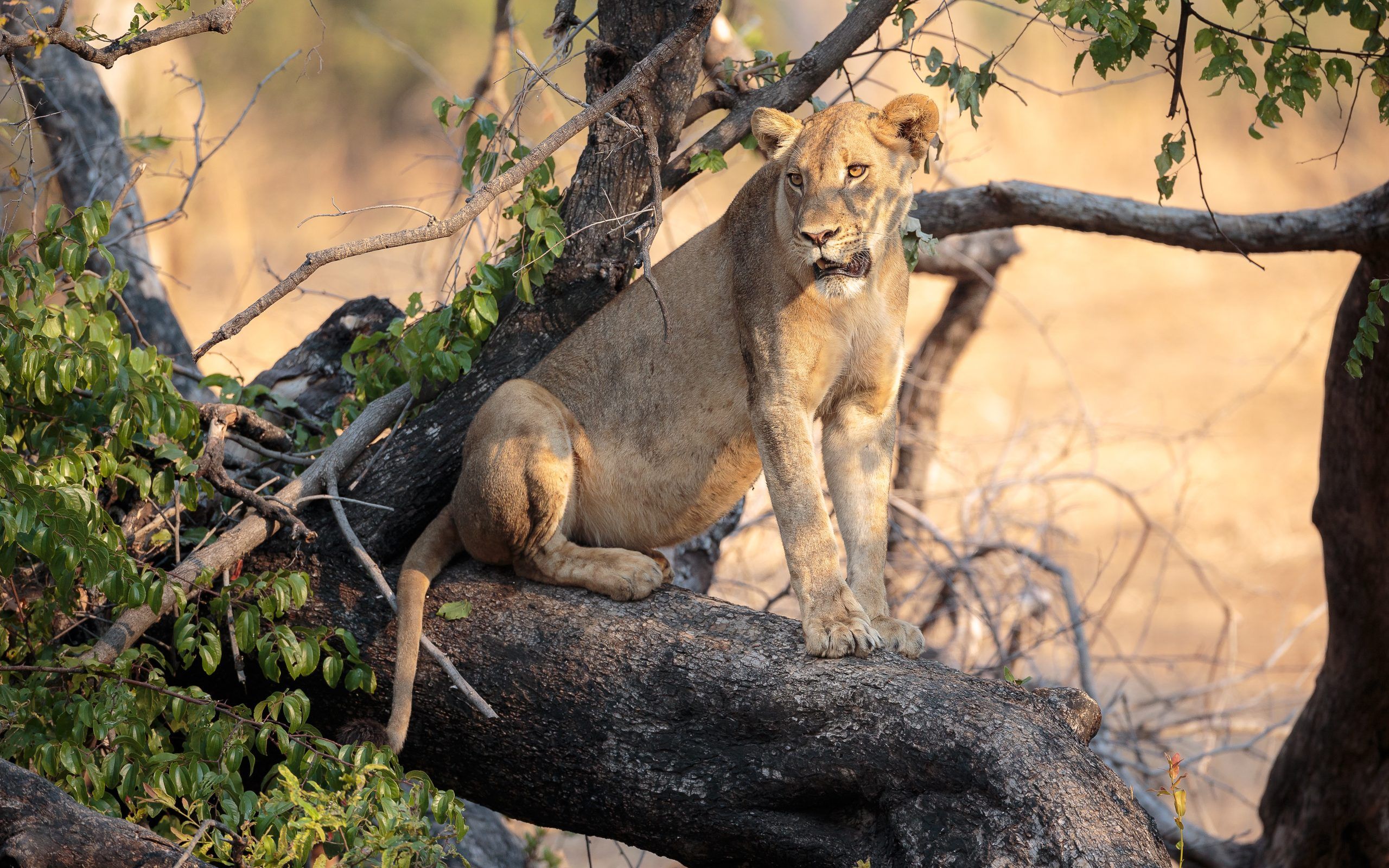 Dinokeng_Vrouwelijke leeuw in boom_Zuid-Afrika_Safari