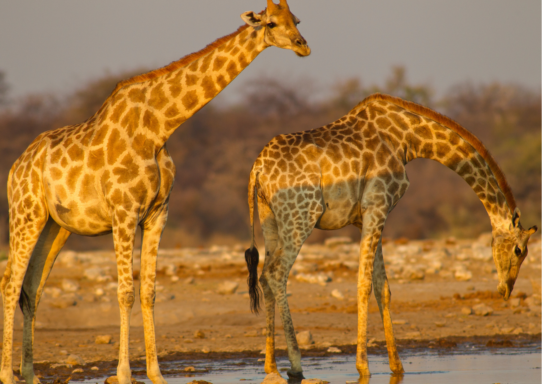 Namutoni_Namibie_Giraffe drinken bij waterhole met zonsondergang