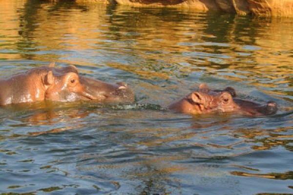 “Nijlpaarden in het water tijdens boottocht in St. Lucia Estuary, Zuid-Afrika.”