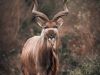 Bela-Bela_“Kudu antelope in private reserve Bela-Bela”