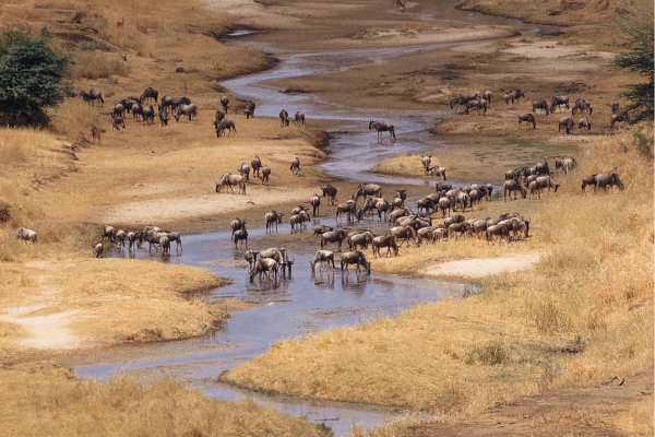 Tarangire rivier met wildebeests die grazen