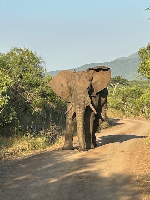 Hluhluwe_Safari-jeep bij zonsondergang in Hluhluwe-iMfolozi Park met olifanten in de verte