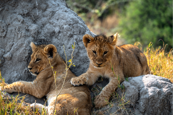 “Twee welpjes gespot tijdens een gamedrive vanuit Maun in Botswana, een bijzonder wildlife-moment in de Okavango-regio.”