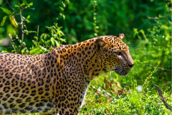 Luipaard in het wild in Yala National Park, Sri Lanka