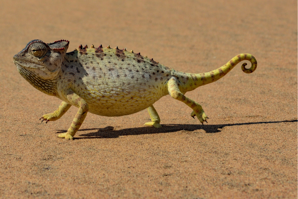 Algemeen_Namibie_Kamelion