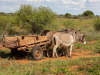 “Ezelkar langs de weg in Botswana, een alledaags vervoermiddel dat je regelmatig ziet in landelijke gebieden.”