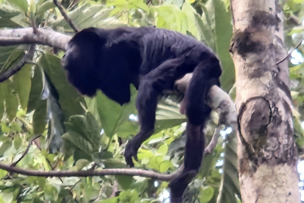 Palenque - Tijdens Begeleide Jungletocht met gids midden in de groene jungle van tropisch regenwoud Palenque.”