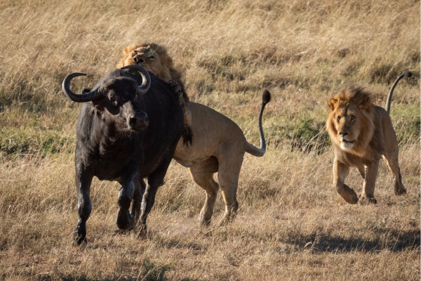 Mauritius_Strand met berg en bootjes
