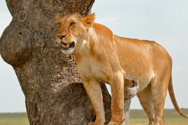 Leeuw in de Masai Mara met intense blik en natuurlijke omgeving