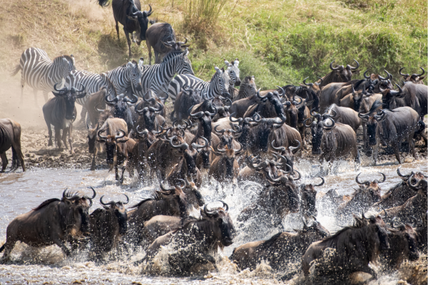 Spectaculaire Great Migration met duizenden dieren op de savanne van de Masai Mara