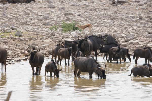 Etosha - “Giraffe buigt om water te drinken bij een waterhole in Etosha – wildlife Namibië.”