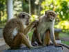 16-daagse rondreis Sri Lanka Twee apen zitten samen in een groene omgeving in Sri Lanka