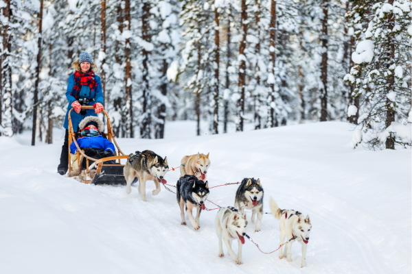Huskysafari in Lapland tijdens rondreis 5 dagen in Rovaniemi door besneeuwd landschap