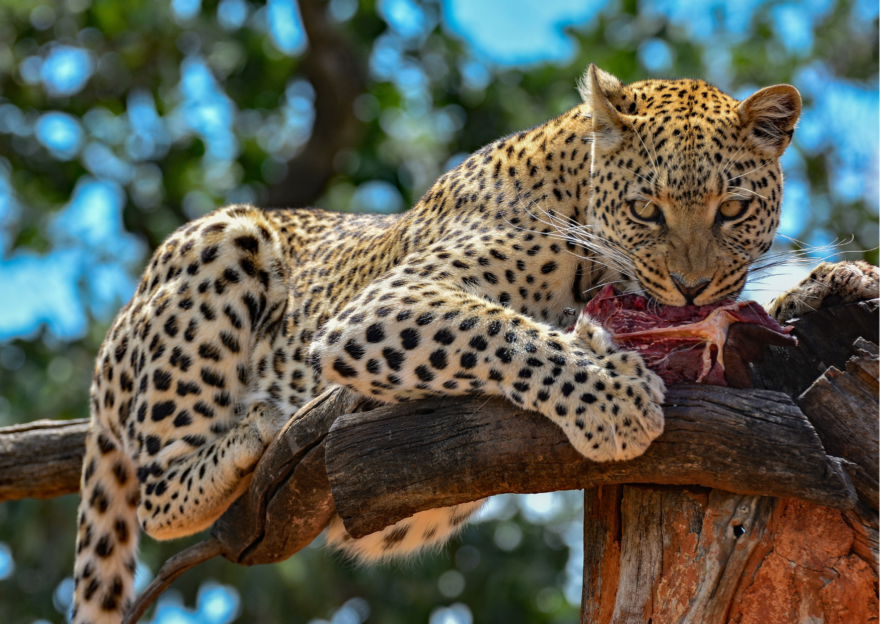 Algemeen_Namibie_Luipaard met vlees aan eten prooi