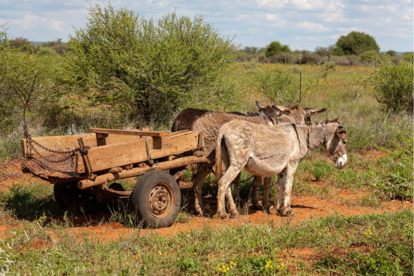 “Ezelkar langs de weg in Botswana, een alledaags vervoermiddel dat je regelmatig ziet in landelijke gebieden.”
